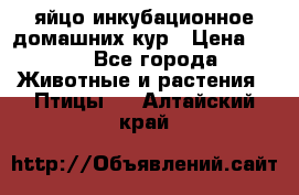 яйцо инкубационное домашних кур › Цена ­ 25 - Все города Животные и растения » Птицы   . Алтайский край